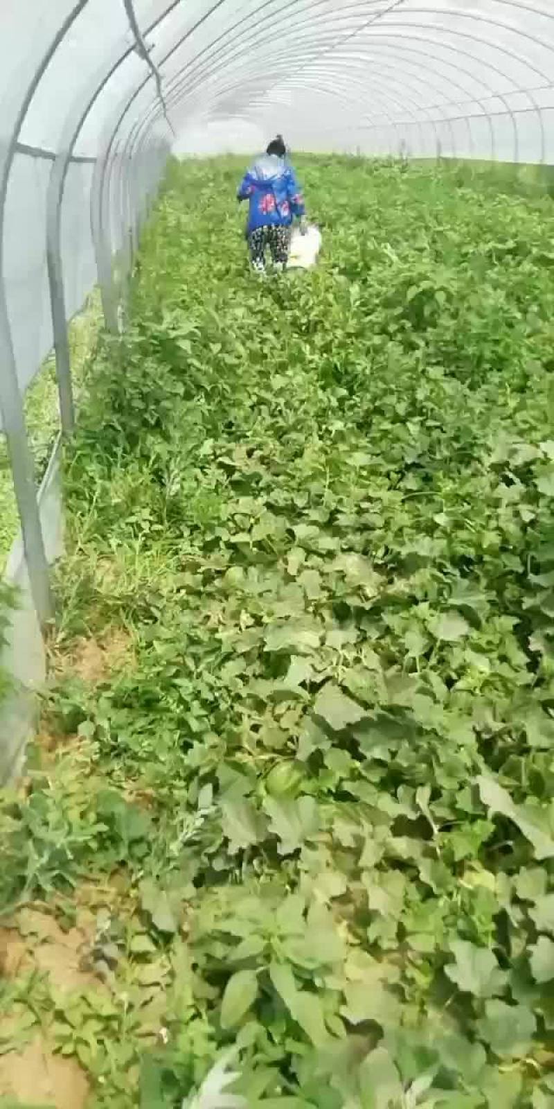 忻州甜瓜大量上市，西瓜十天上市，有需要的