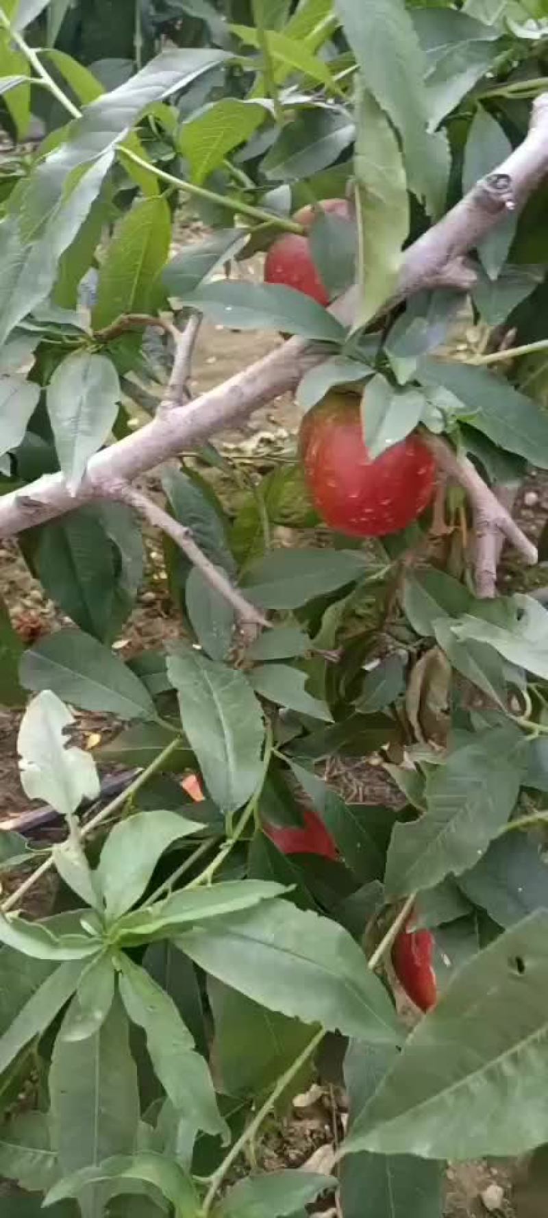 油桃