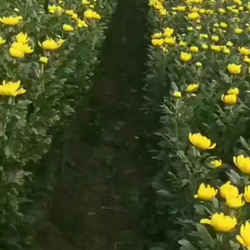 黄菊白菊