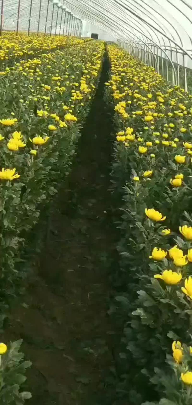 黄菊白菊