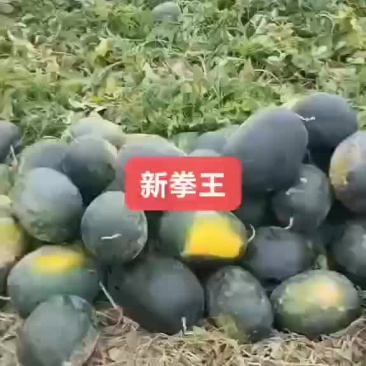 新拳王上市