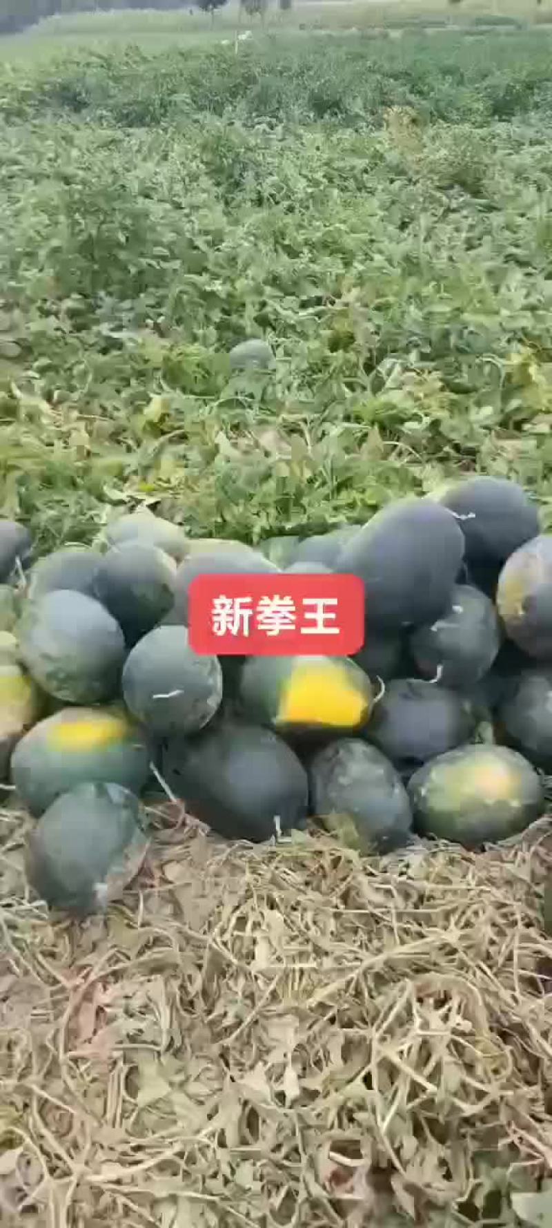 新拳王上市