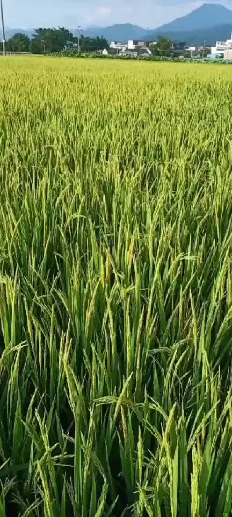 水稻