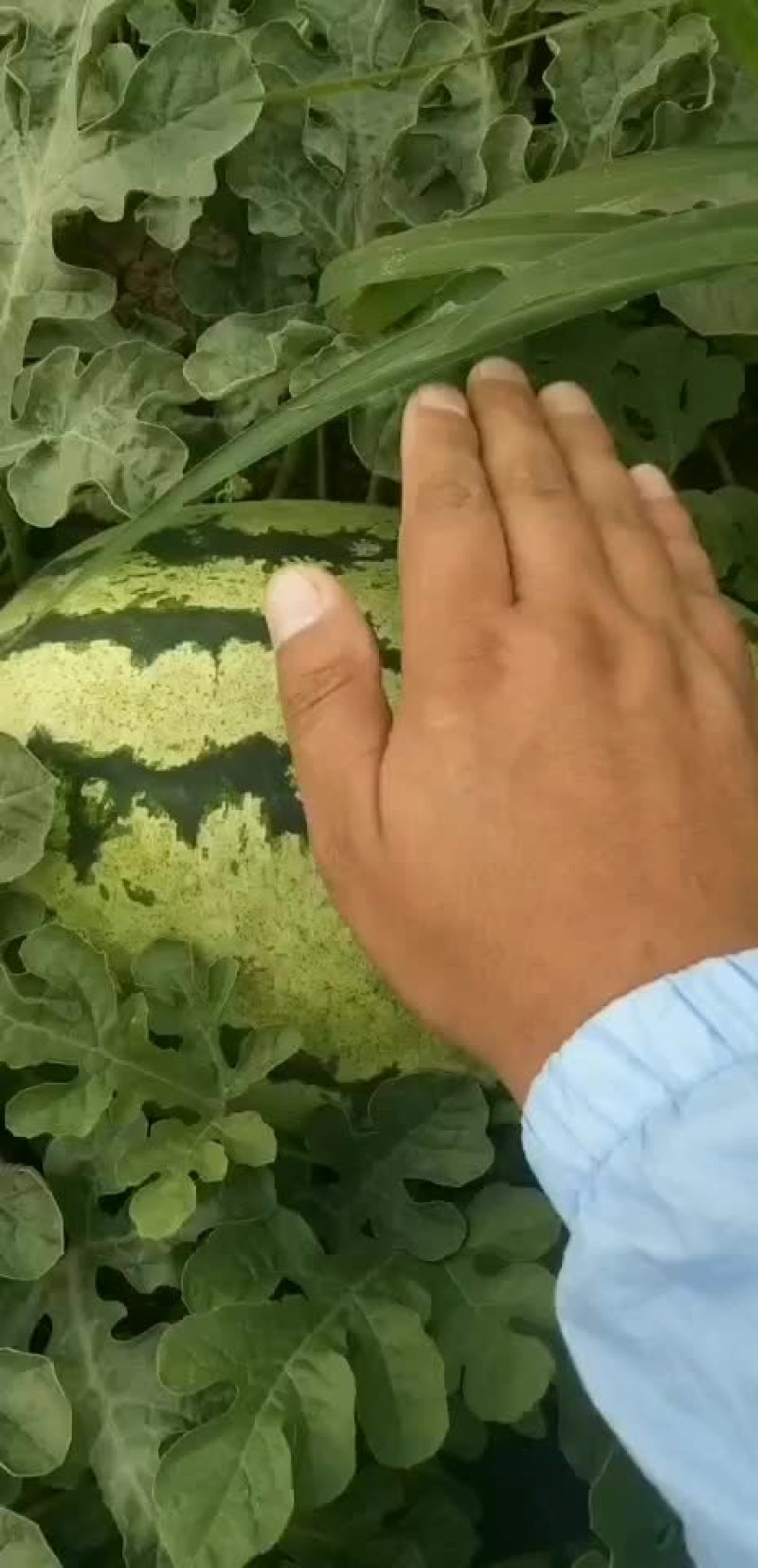 金城五，以成熟，，，，，，，，，，，，，，，，，，，，，