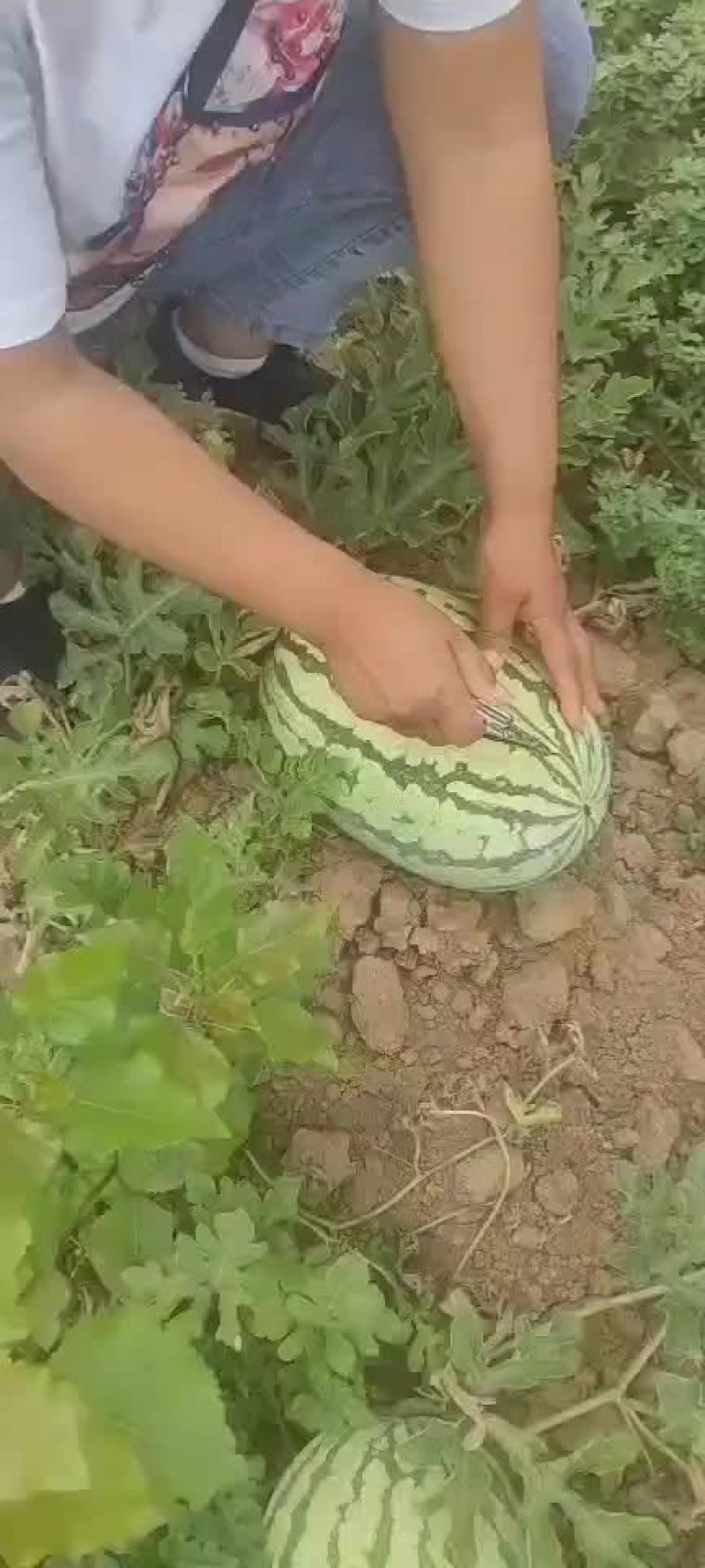 金城五，以成熟，，，，，，，，，，，，，，，，，，，，，