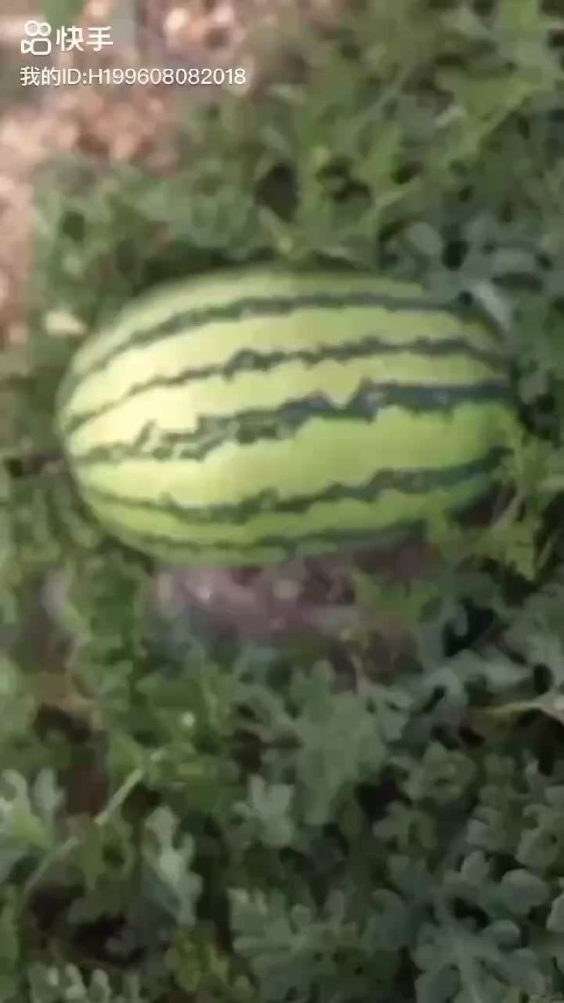 宁夏正宗硒砂瓜