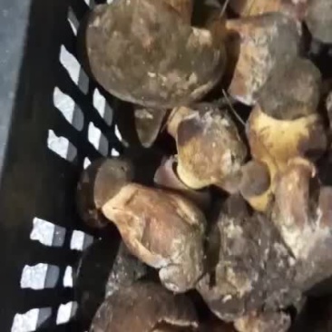 美味纯野生饭卓上的美味