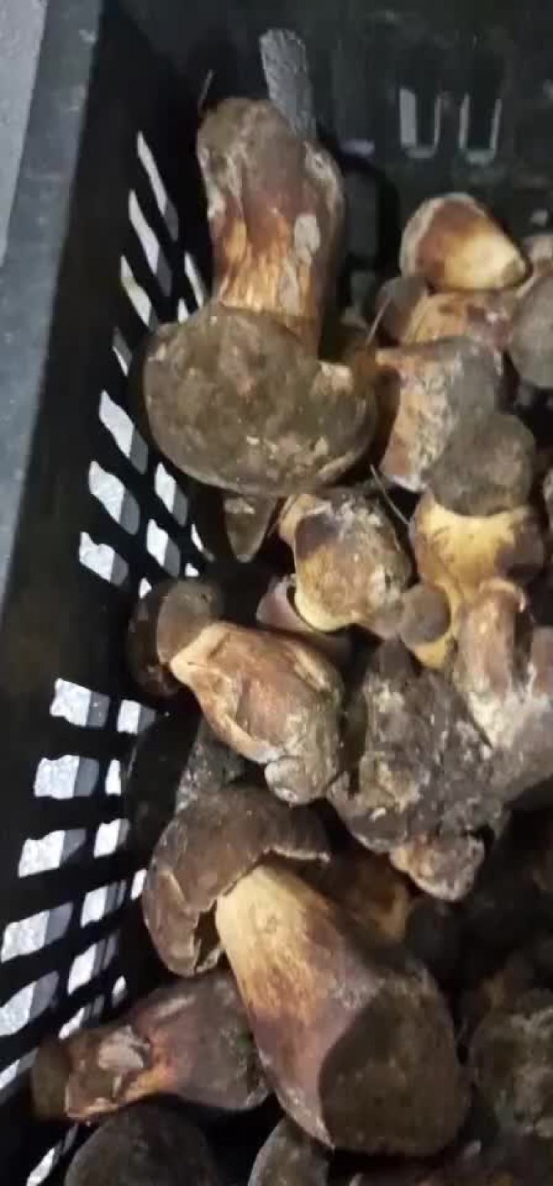 美味纯野生饭卓上的美味