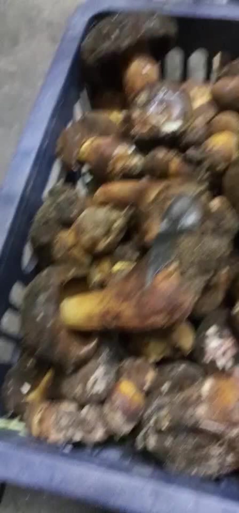 美味纯野生饭卓上的美味