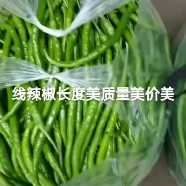 精品线椒