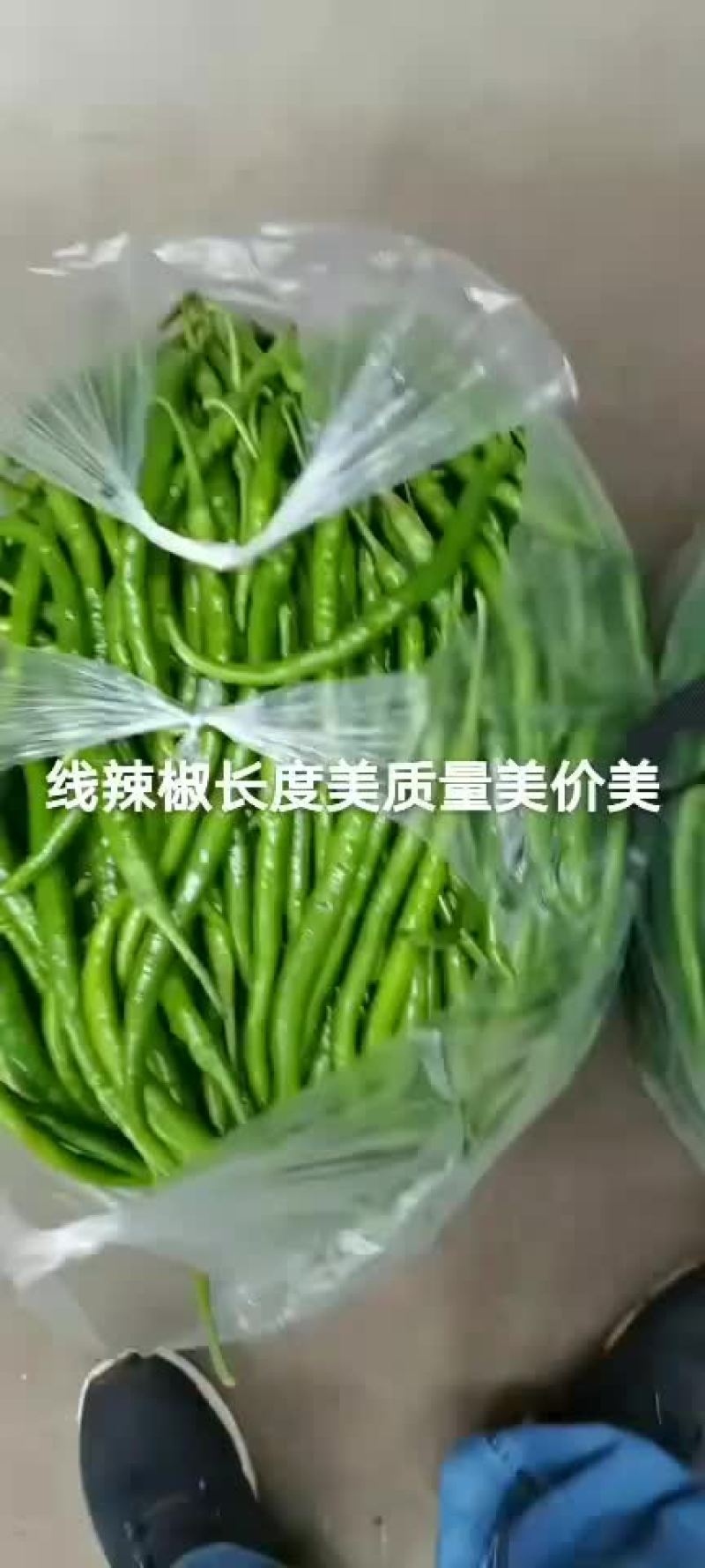 精品线椒