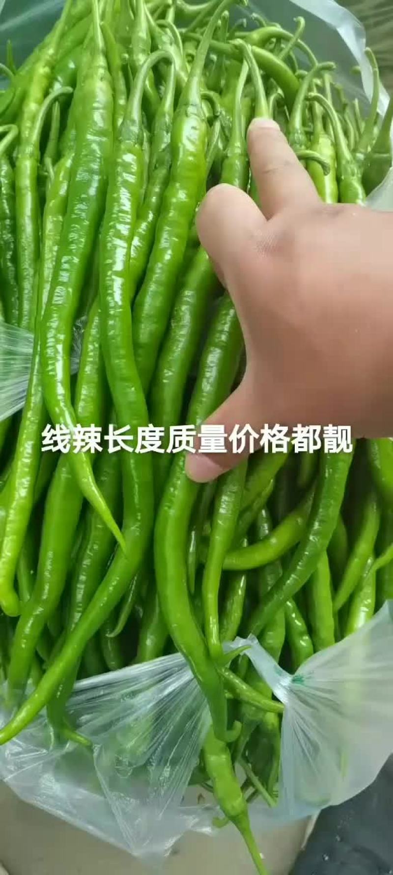 精品线椒