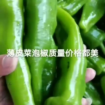 泡椒薄皮