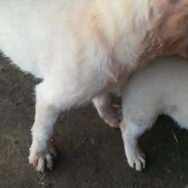 两个多月的，师傅狗后带。