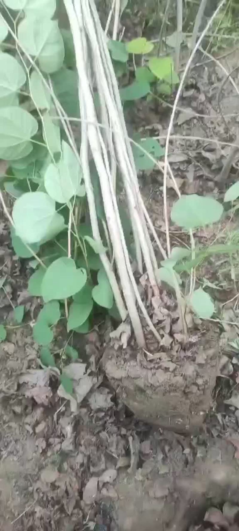 紫荆丛生紫荆需要联系3-5分支绿工程苗
