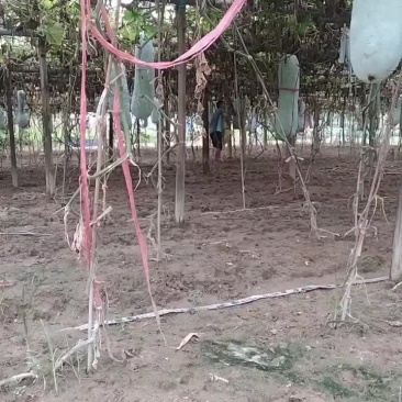 江西白皮吊瓜
