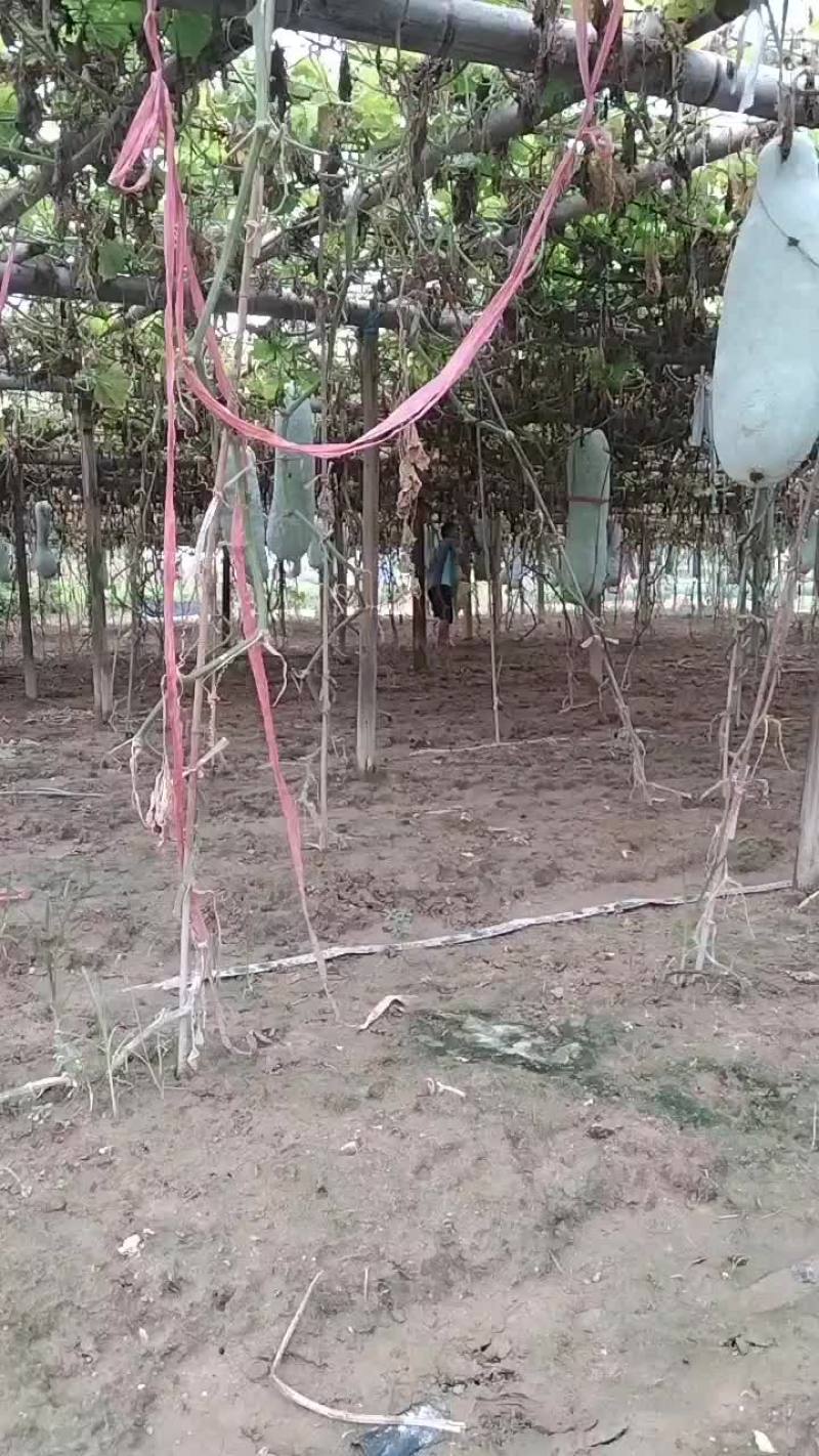 江西白皮吊瓜