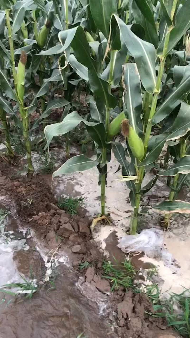 水果玉米597