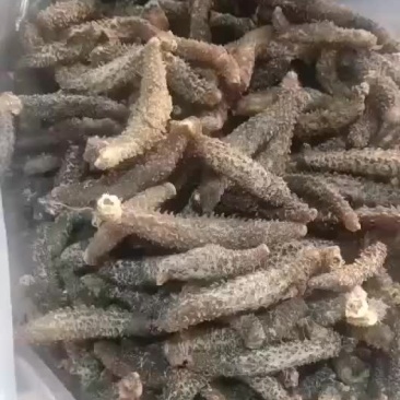 海参干货