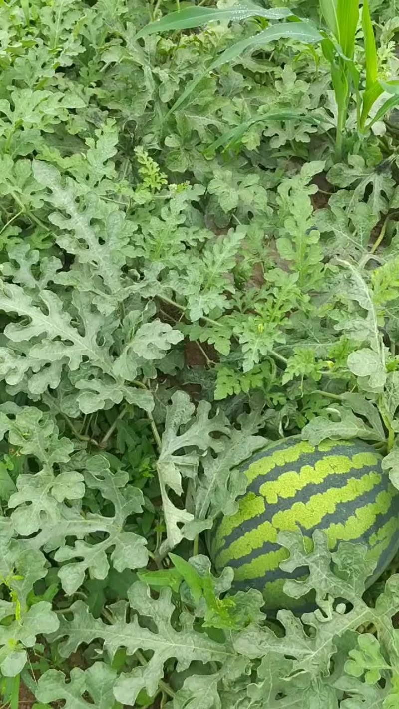 锦王西瓜十五亩