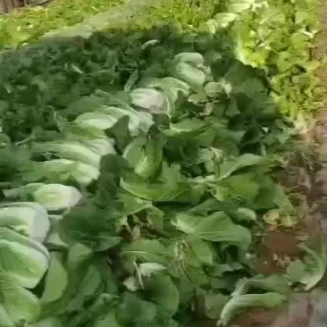 【热卖】河北张家口大白菜黄心大白菜头茬上市了来电咨询
