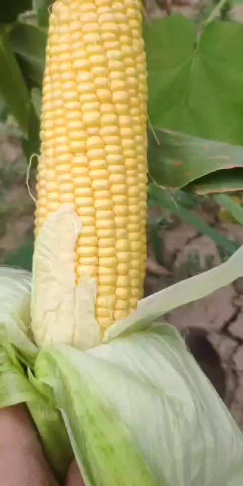 25亩水果玉米
