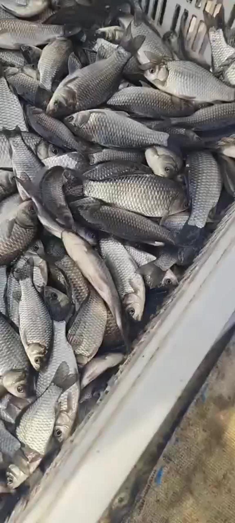 鲫鱼苗大量出货中