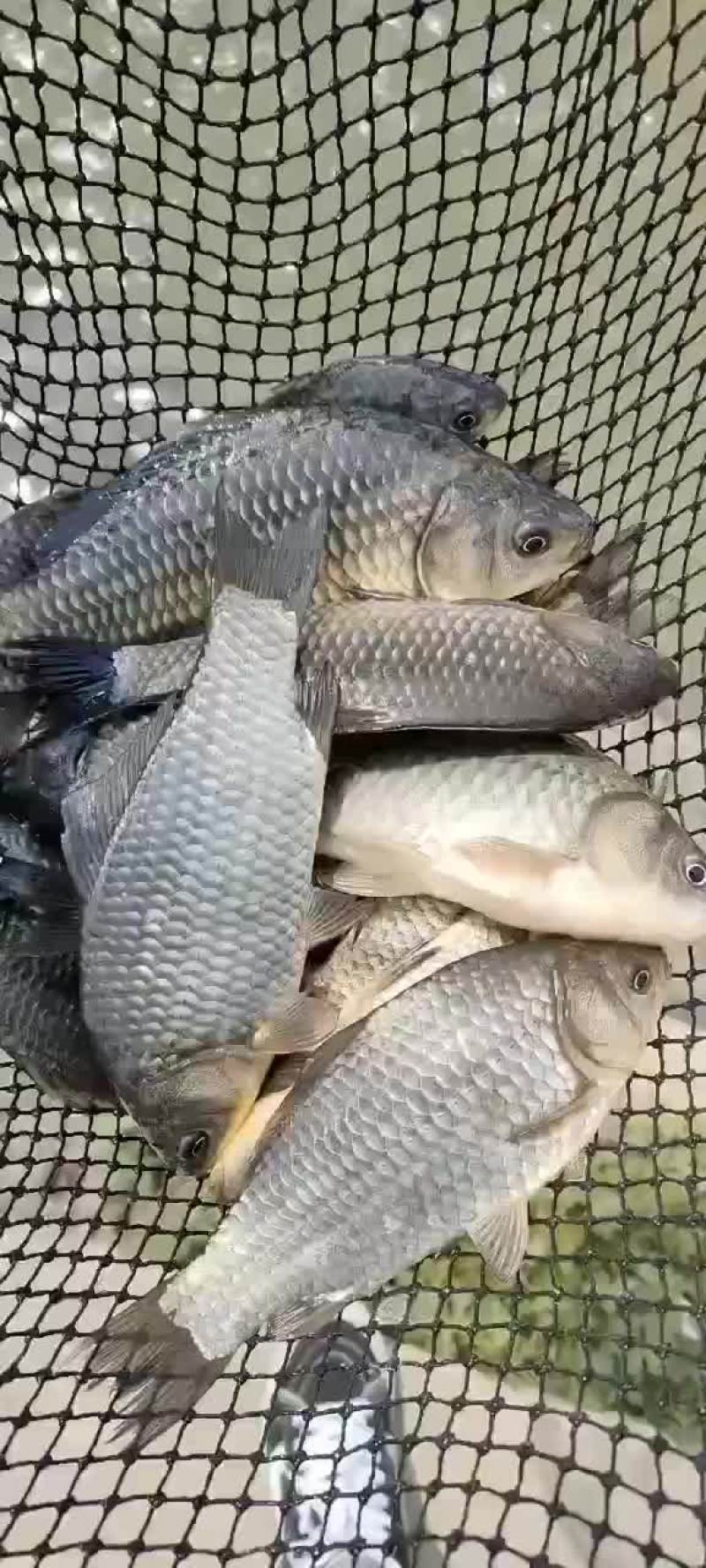 鲫鱼苗大量出货中