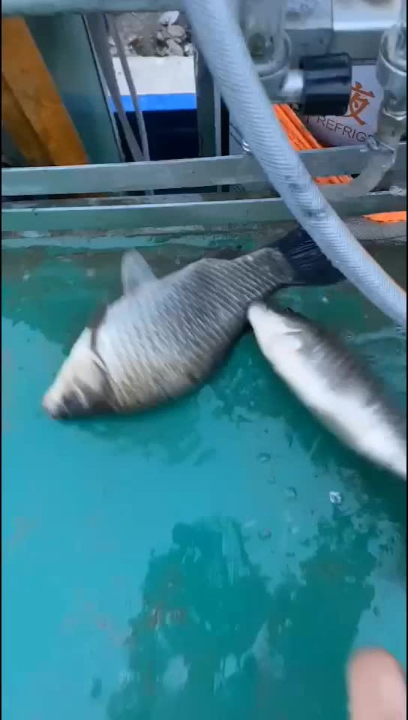 鲫鱼苗大量出货中