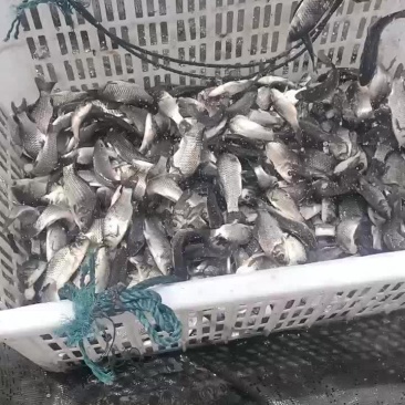 鲫鱼苗大量出货中