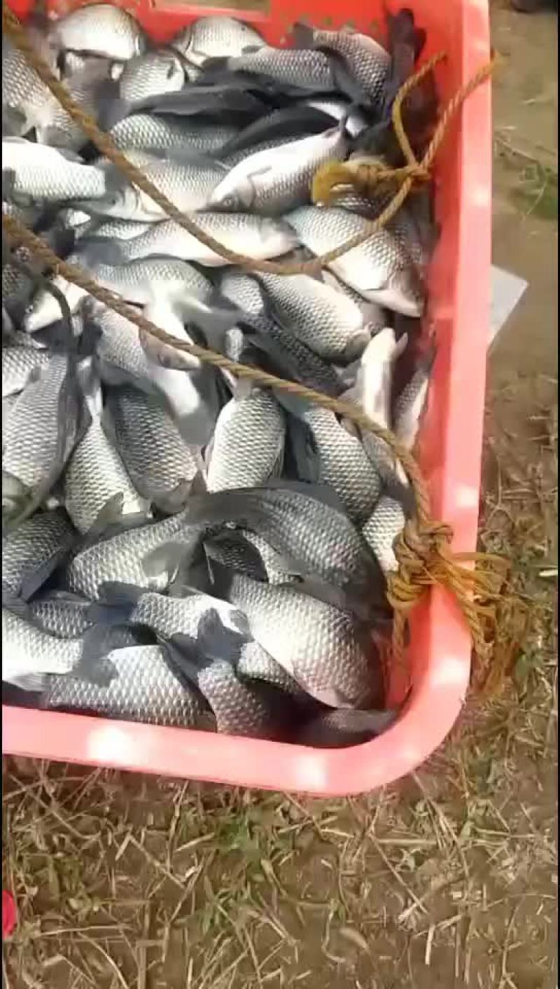 鲫鱼苗大量出货中