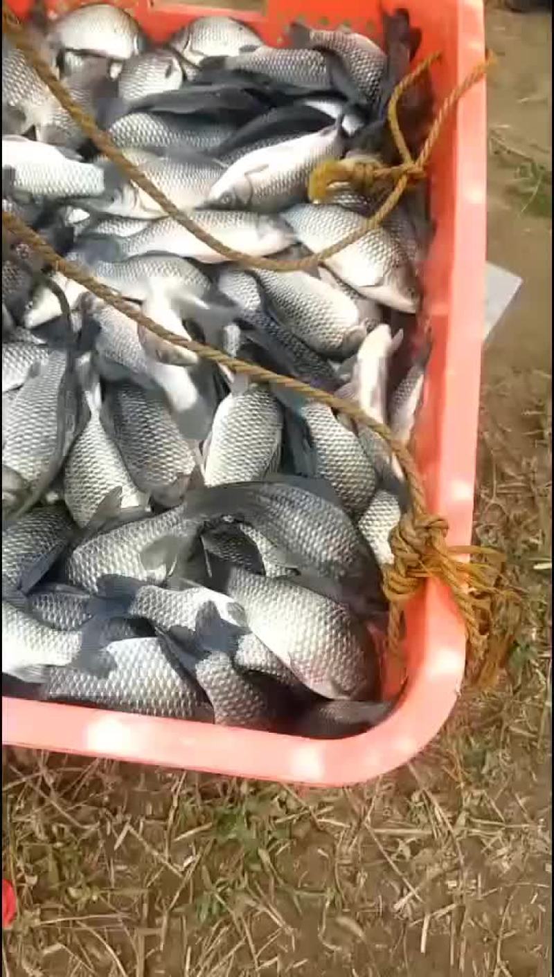 鲫鱼苗大量出货中