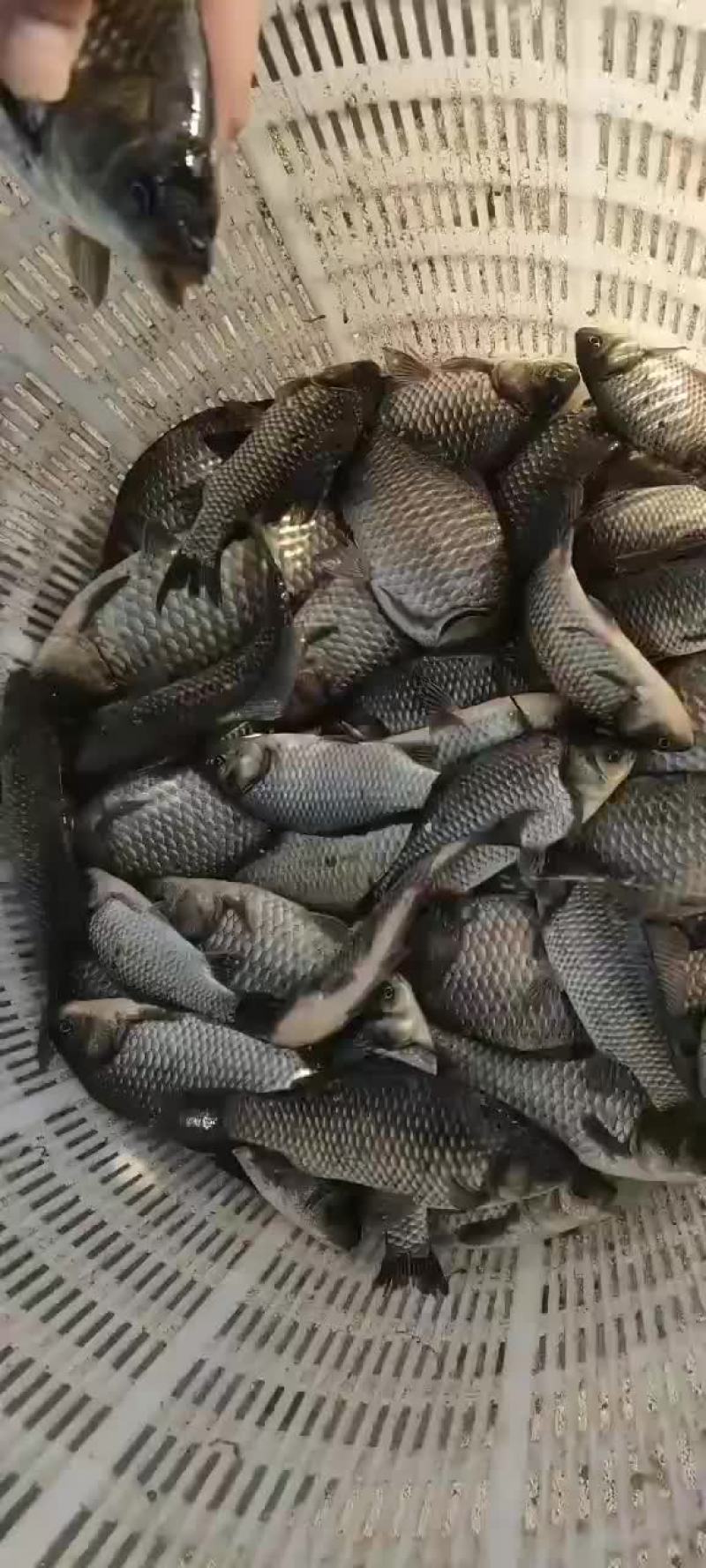 鲫鱼苗大量出货中