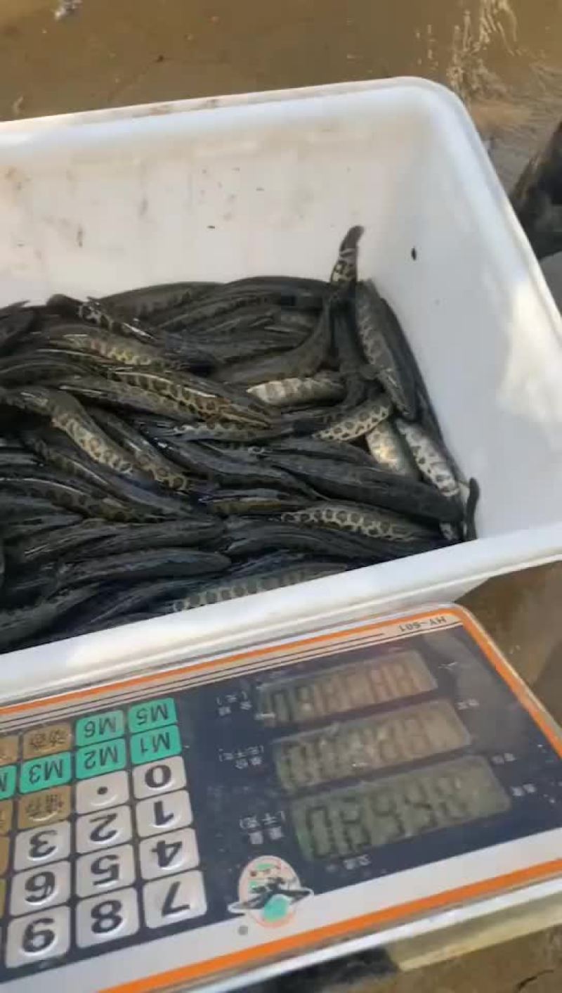 黑鱼苗出货中