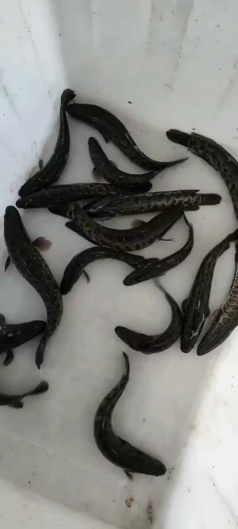 黑鱼苗出货中