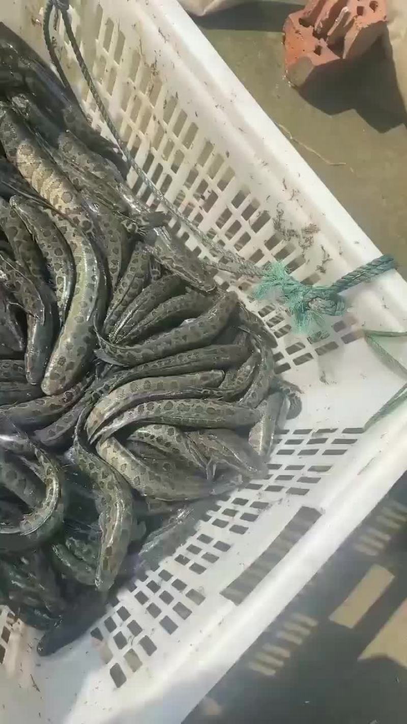 黑鱼苗出货中