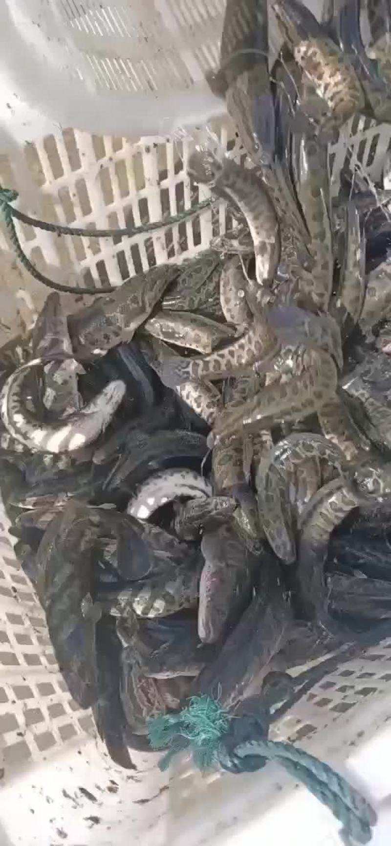 黑鱼苗出货中