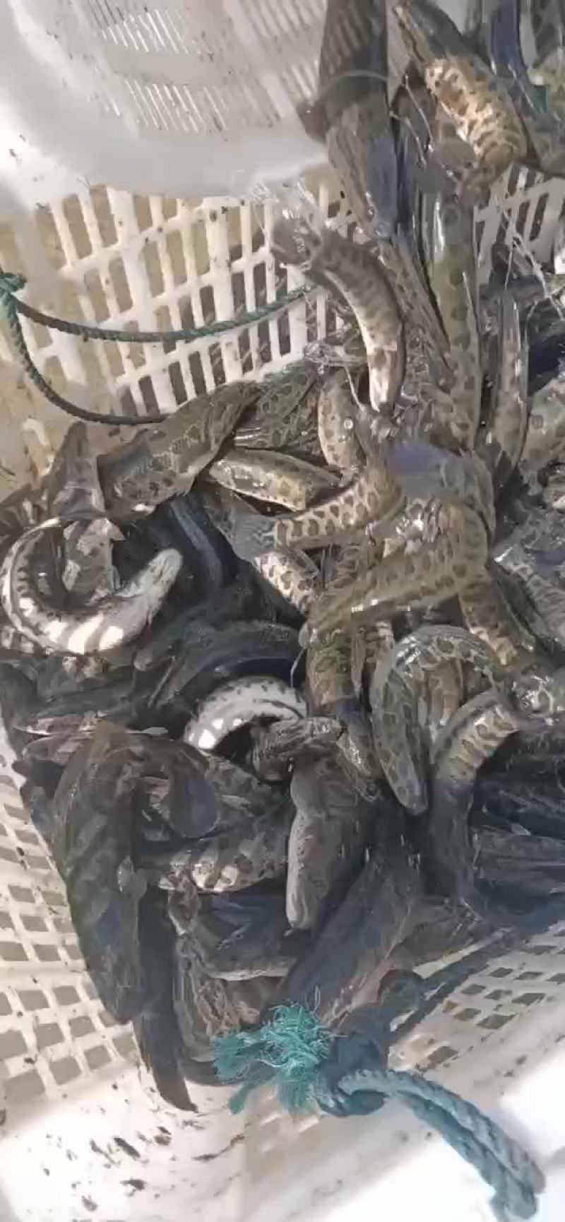 黑鱼苗出货中