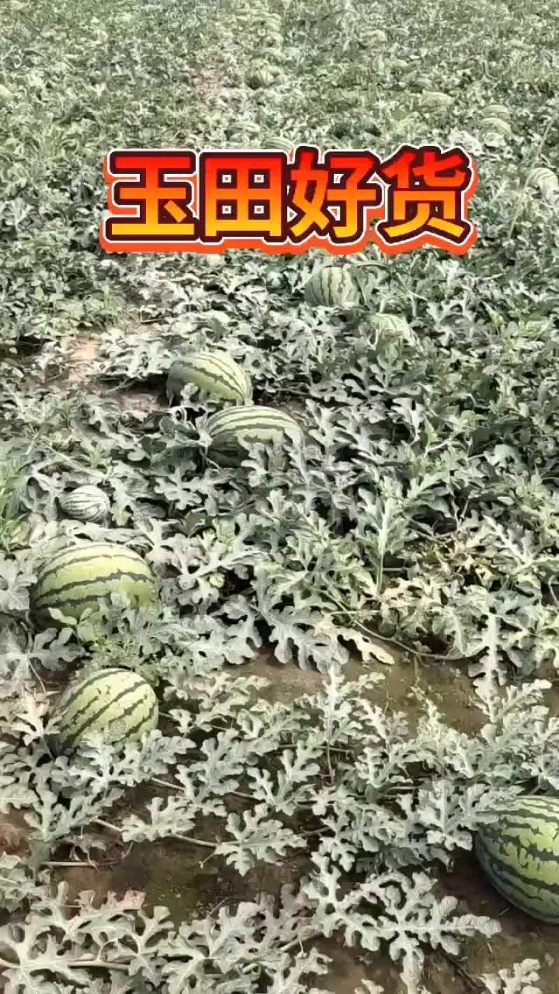 河北唐山玉田精品甜王西瓜大量供应，诚信经营