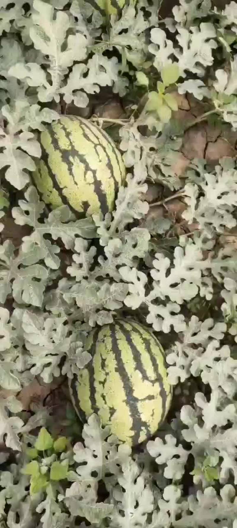 河北唐山玉田精品甜王西瓜大量供应，诚信经营