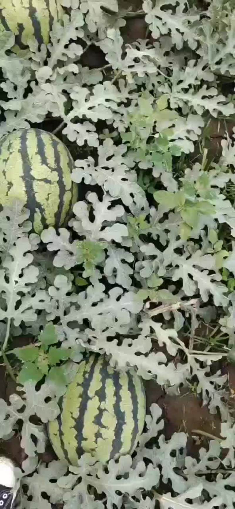 河北唐山玉田精品甜王西瓜大量供应，诚信经营