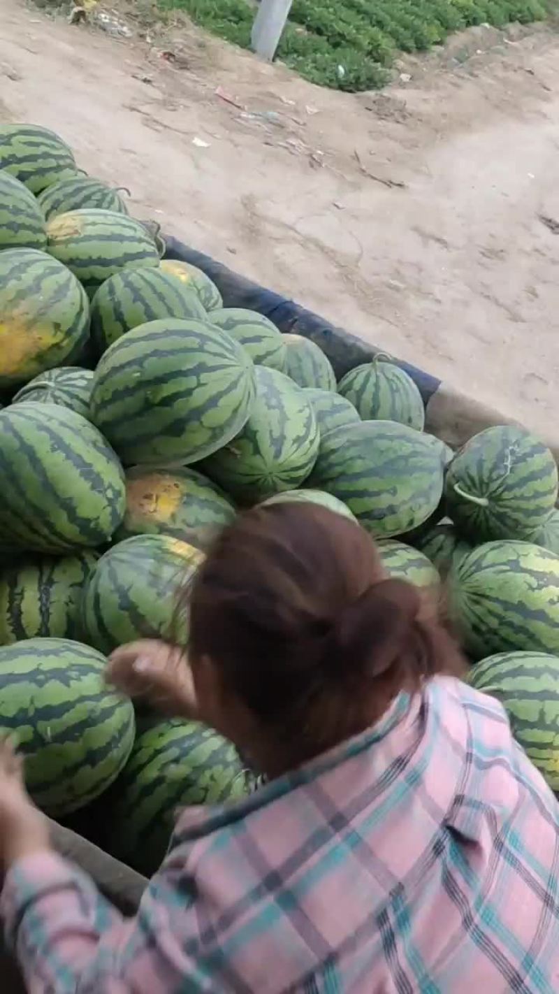 河北唐山玉田精品甜王西瓜大量供应，诚信经营