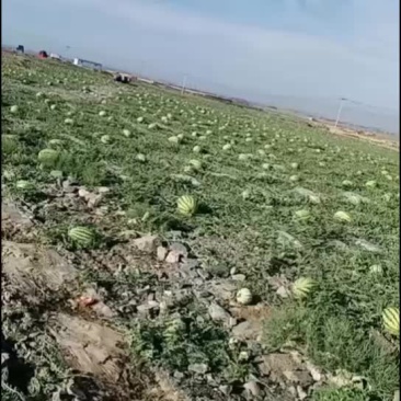 宁夏中卫硒砂瓜