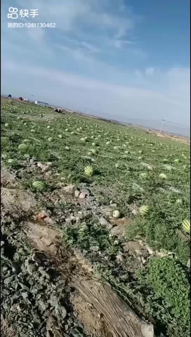 宁夏中卫硒砂瓜