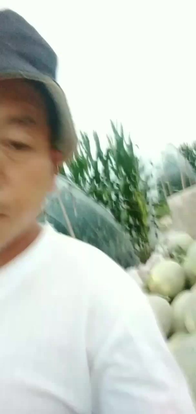 西瓜，哈密瓜。