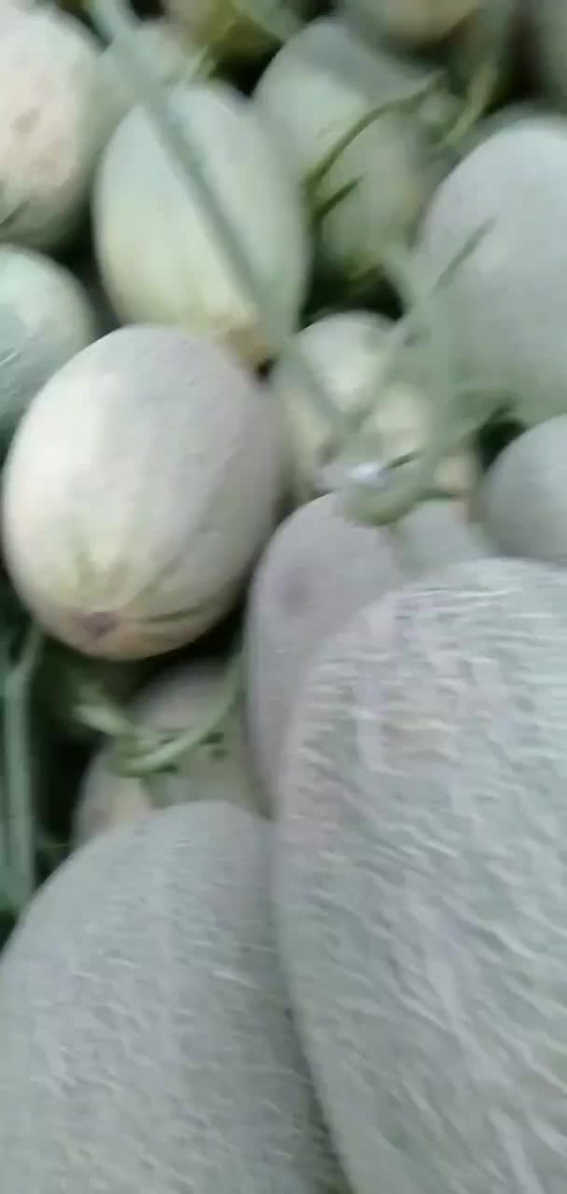 西瓜，哈密瓜。