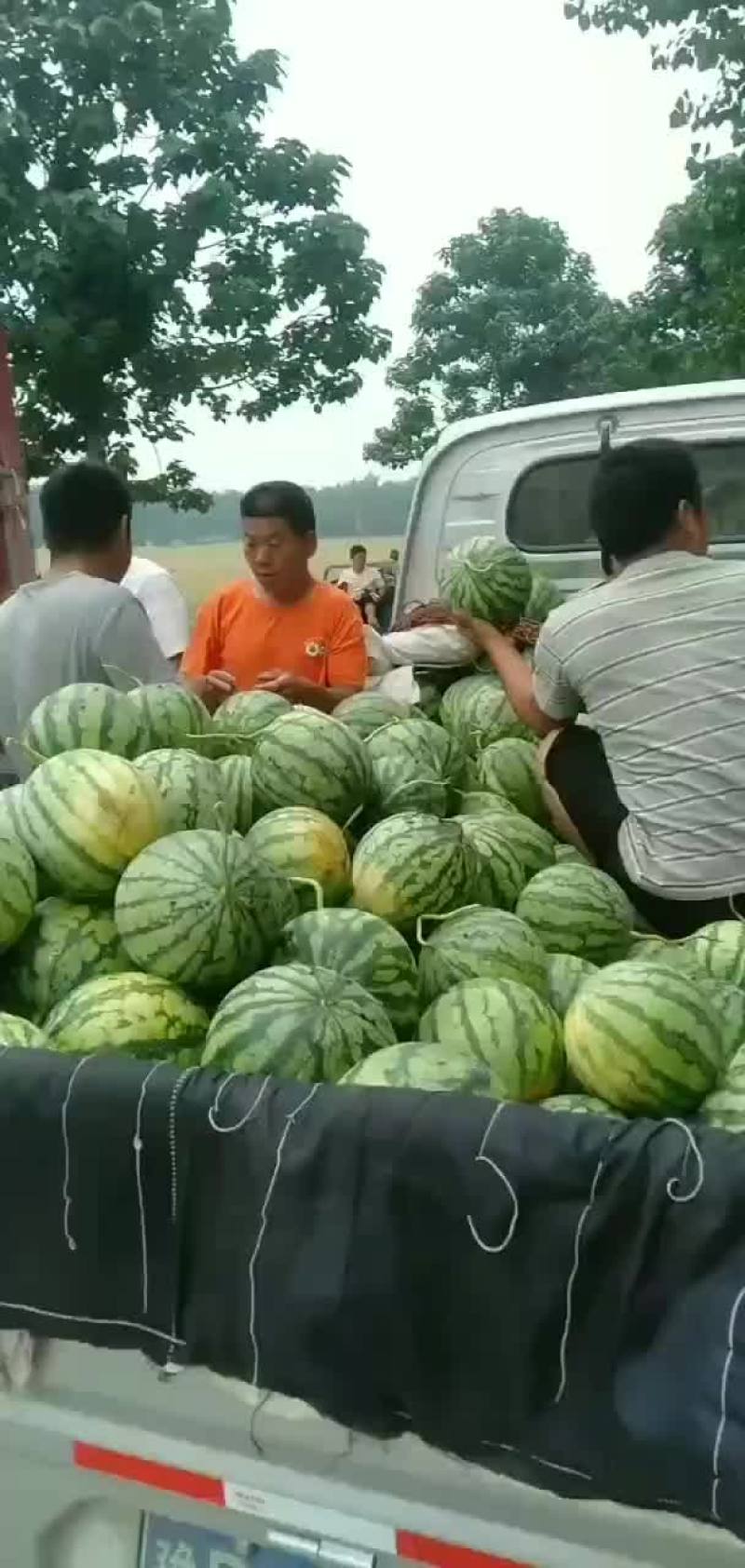 西瓜，哈密瓜。