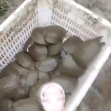 甲鱼