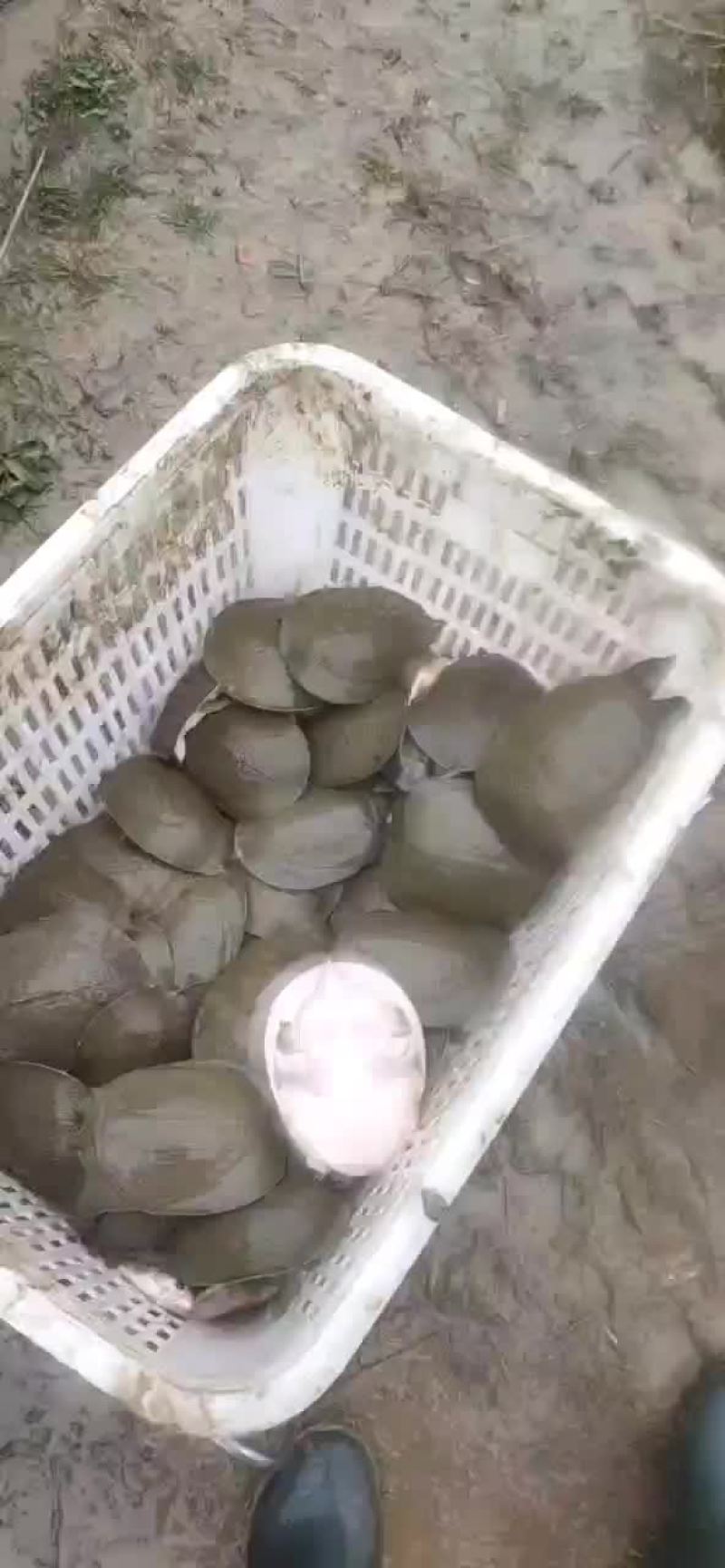 甲鱼