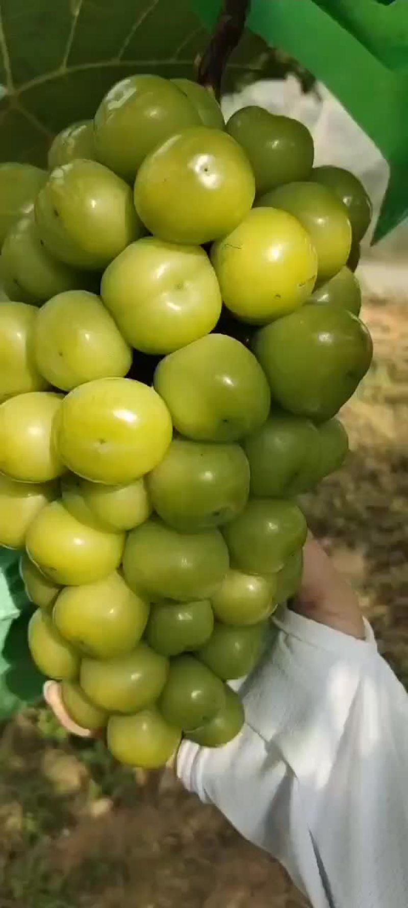 阳光玫瑰